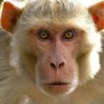 बंदर-लंगूर