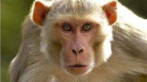 बंदर-लंगूर