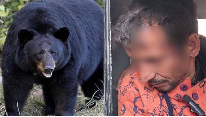 भालू का आतंक