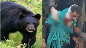 भालुओं का हमला