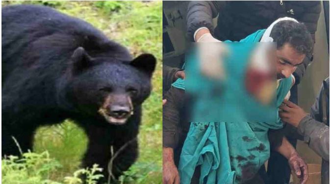 भालुओं का हमला